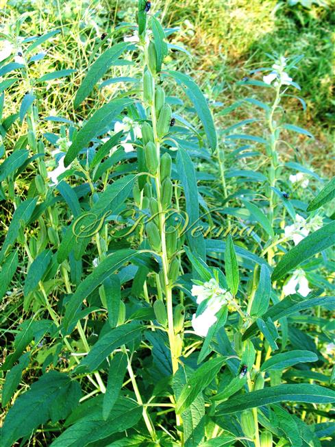  Plant